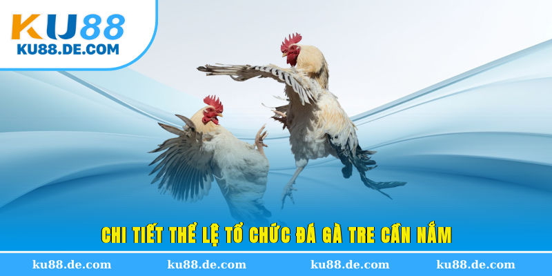 Chi tiết thể lệ tổ chức đá gà tre cần nắm